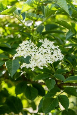 Sambucus nigra
