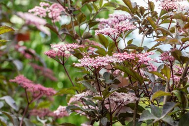 Sureau noir Sambucus nigra 'Black Beauty' arbuste Sambucus nigra 'Black Beauty'