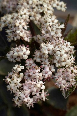 Sureau Sambucus nigra 'Black Tower' arbuste Sambucus nigra 'Black Tower'