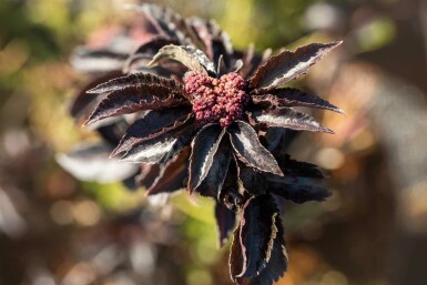 Sureau Sambucus nigra 'Black Tower' arbuste Sambucus nigra 'Black Tower'
