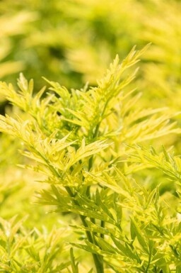 Sureau doré Sambucus nigra 'Golden Tower' arbuste Sambucus nigra 'Golden Tower'