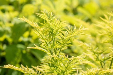 Sureau doré Sambucus nigra 'Golden Tower' arbuste Sambucus nigra 'Golden Tower'