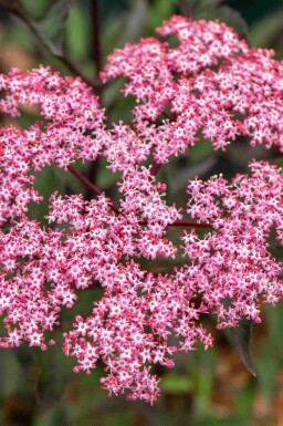 Sureau noir Sambucus nigra 'Thundercloud' arbuste Sambucus nigra 'Thundercloud'