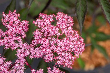 Sureau noir Sambucus nigra 'Thundercloud' arbuste Sambucus nigra 'Thundercloud'