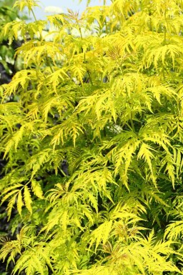 Sureau doré Sambucus racemosa 'Plumosa Aurea' arbuste Sambucus racemosa 'Plumosa Aurea'