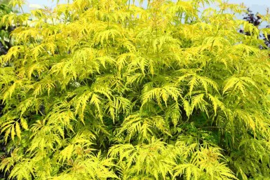 Sureau doré Sambucus racemosa 'Plumosa Aurea' arbuste Sambucus racemosa 'Plumosa Aurea'