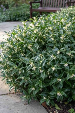 Sarcococca hookeriana 'Humilis' arbuste
