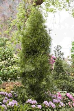 Sciadopitys verticillata
