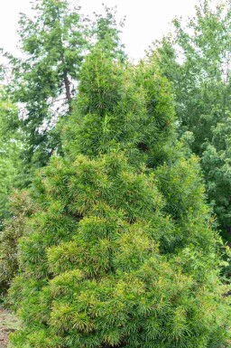 Pin parasol du japon Sciadopitys verticillata arbuste Sciadopitys verticillata