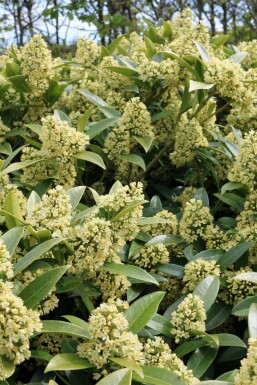 Skimmia confusa 'Kew Green'
