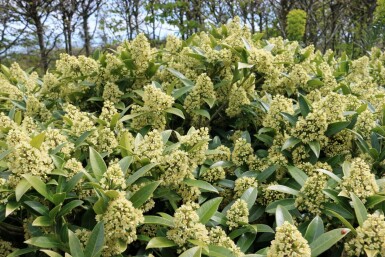 Skimmia confusa 'Kew Green'