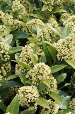 Skimmia japonica 'Finchy'