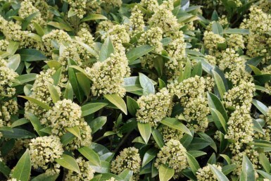 Skimmia japonica 'Finchy'