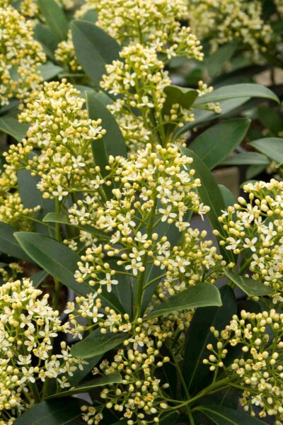 Skimmia japonica 'Marlot'