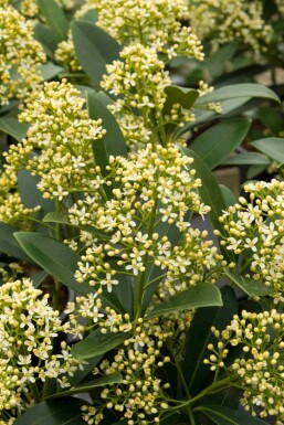 Skimmia japonica 'Marlot'