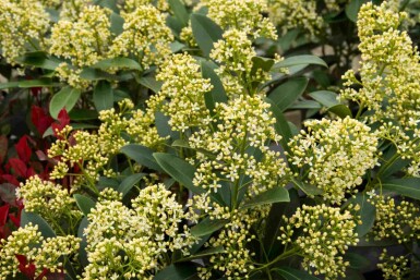 Skimmia japonica 'Marlot'