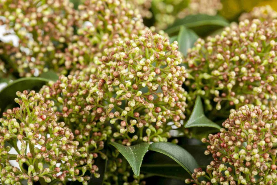 Skimmia du japon Skimmia japonica 'Marlot' arbuste Skimmia japonica 'Marlot' arbuste