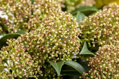 Skimmia japonica 'Marlot'