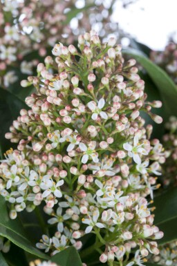 Skimmia japonica 'Marlot'