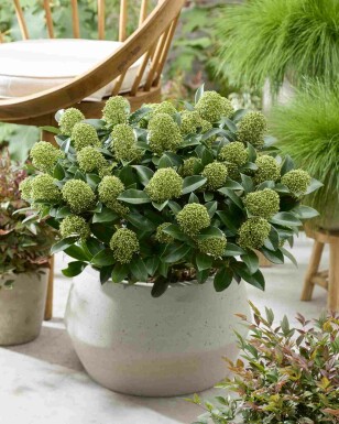 Skimmia japonica 'White Globe'