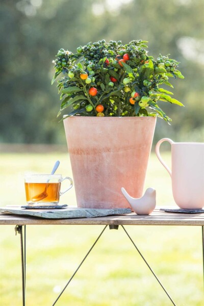 Cerise de jérusalem Solanum pseudocapsicum arbuste Solanum pseudocapsicum arbuste
