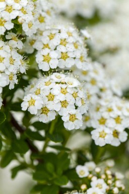 Spirée blanche Spiraea arguta arbuste Spiraea arguta