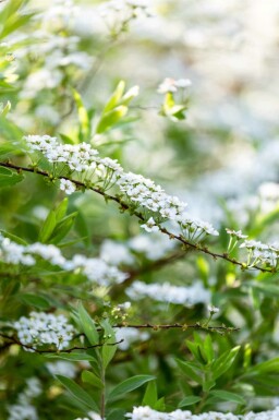 Spirée blanche Spiraea arguta arbuste Spiraea arguta