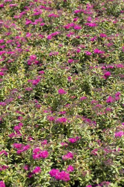 Spirée japonaise Spiraea japonica 'Anthony Waterer' arbuste Spiraea japonica 'Anthony Waterer'