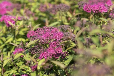 Spirée japonaise Spiraea japonica 'Anthony Waterer' arbuste Spiraea japonica 'Anthony Waterer'