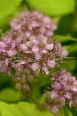 Spirée du japon Spiraea japonica 'Goldflame' arbuste Spiraea japonica 'Goldflame' arbuste