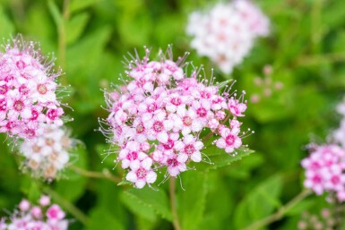 Spirée du japon Spiraea japonica 'Little Princess' arbuste 10-15 p13 Spiraea japonica 'Little Princess' arbuste 10-15 cm