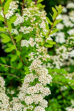 Spirée des neiges Spiraea nipponica 'Snowmound' arbuste Spiraea nipponica 'Snowmound'