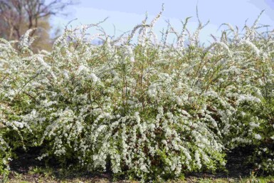 Spirée de thunberg Spiraea thunbergii arbuste Spiraea thunbergii arbuste