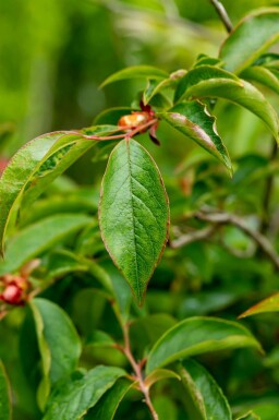 Stuartia Stewartia pseudocamellia arbuste Stewartia pseudocamellia