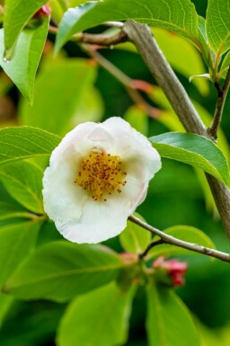 Stuartia Stewartia pseudocamellia arbuste Stewartia pseudocamellia