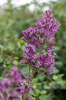 Lilas Syringa 'Bloomerang Dark Purple' arbuste Syringa 'Bloomerang Dark Purple'