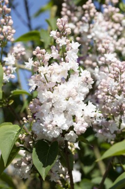 Lilas commun Syringa vulgaris 'Beauty of Moscow' arbuste Syringa vulgaris 'Beauty of Moscow' arbuste