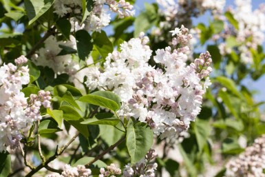 Lilas commun Syringa vulgaris 'Beauty of Moscow' arbuste Syringa vulgaris 'Beauty of Moscow' arbuste