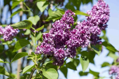 Syringa vulgaris 'Charles Joly'