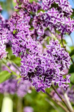 Syringa vulgaris 'Sensation'
