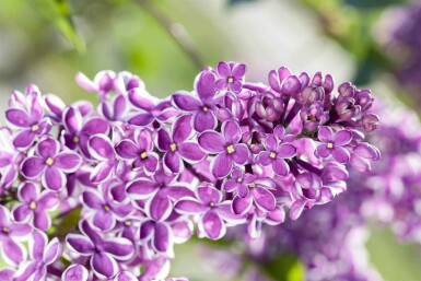 Syringa vulgaris 'Sensation'