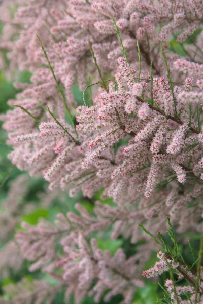 Tamaris de france Tamarix gallica arbuste Tamarix gallica arbuste