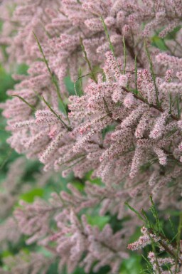 Tamaris de france Tamarix gallica arbuste Tamarix gallica arbuste
