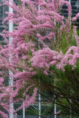 Tamaris Tamarix ramosissima arbuste Tamarix ramosissima