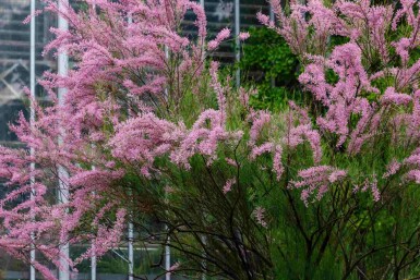 Tamaris Tamarix ramosissima arbuste Tamarix ramosissima