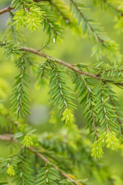 Pruche du canada Tsuga canadensis arbuste Tsuga canadensis arbuste