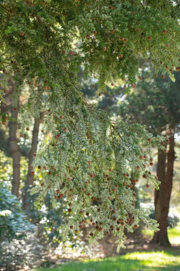 Pruche du canada Tsuga canadensis arbuste Tsuga canadensis arbuste