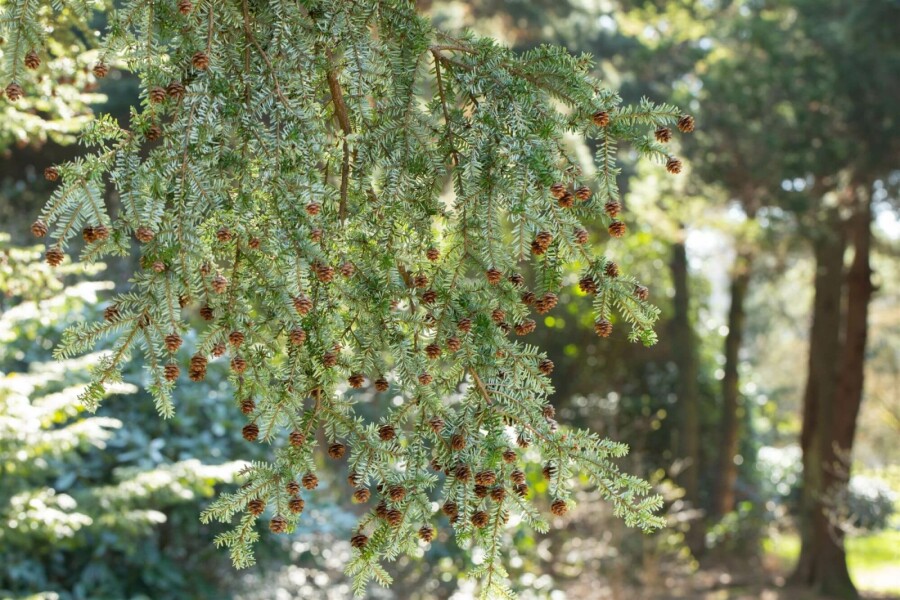 Pruche du canada Tsuga canadensis arbuste Tsuga canadensis arbuste