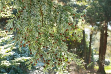 Pruche du canada Tsuga canadensis arbuste Tsuga canadensis arbuste