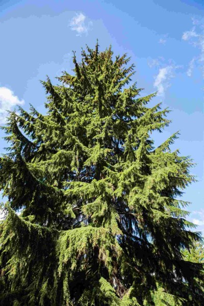 Tsuga hétérophylle Tsuga heterophylla arbuste Tsuga heterophylla arbuste